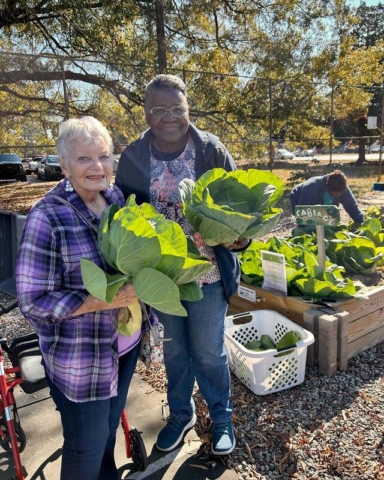 Imagine a beautiful scene in a garden where two older people are proudly showcasing large cabbages they have grown. Behind them, there is a cabbage garden where other people are currently busy picking fresh cabbages.