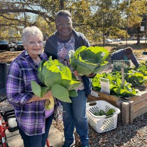 Imagine a beautiful scene in a garden where two older people are proudly showcasing large cabbages they have grown. Behind them, there is a cabbage garden where other people are currently busy picking fresh cabbages.